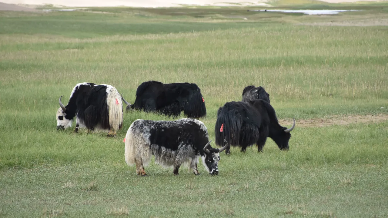Yakokser bruges som ride-og lastdyr i Tibet. Foto Ulla Dons