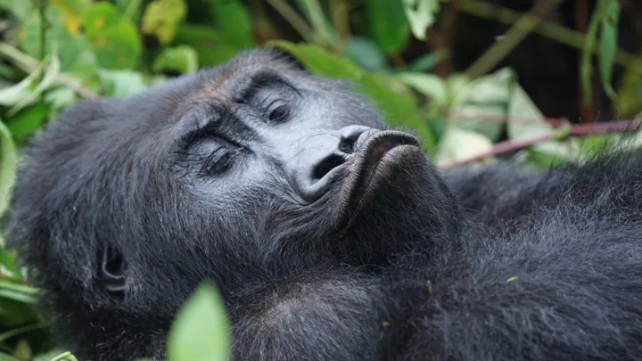 Gorilla viktors farmor