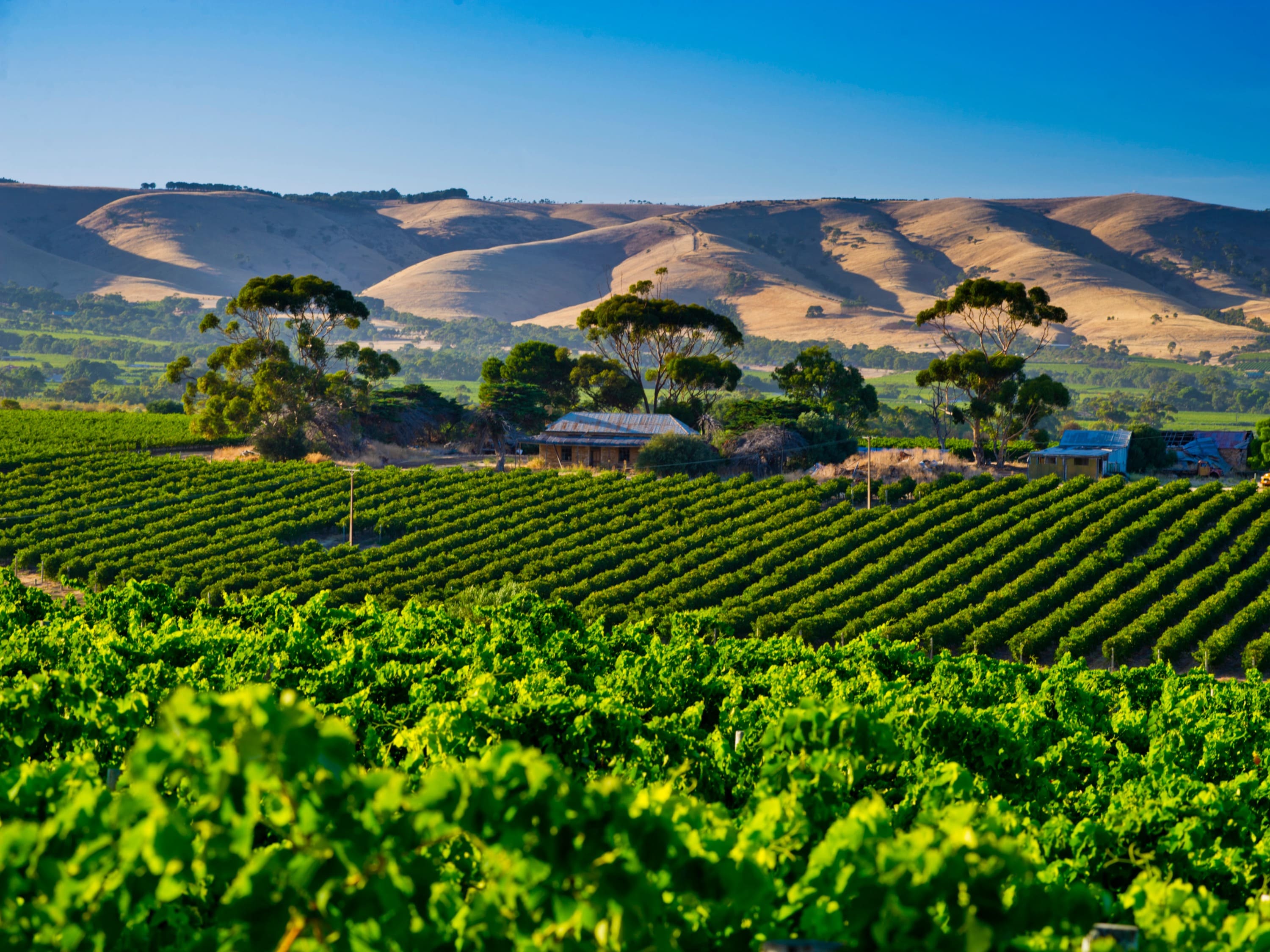Nogle af Australiens bedste vine kommer fra vinmarkerne i McLaren Vale. Foto Viktors Farmor