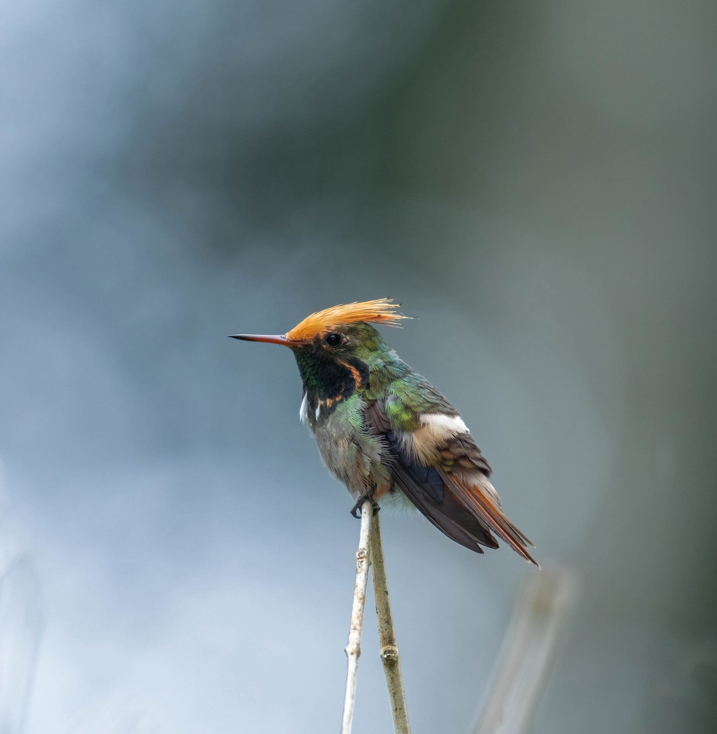 Den lille Rufous-crested Coquette imponerer med sin karakteristiske orange fjerkam. Den ses i Manu Biosfærereservat. Foto VF