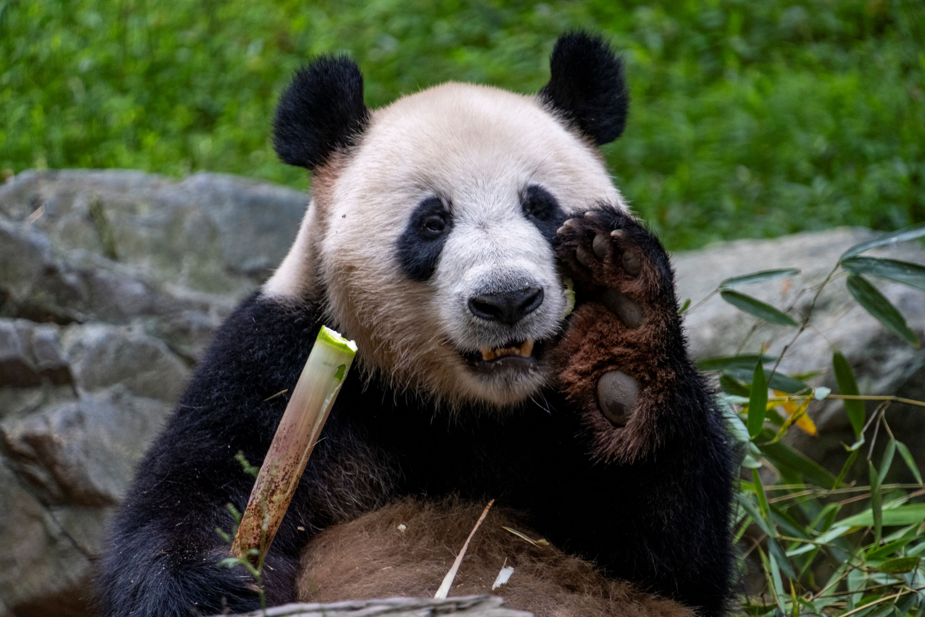 Dujiangyan Panda Base er dedikeret til redning og genoptræning af kæmpepandaer. Foto Carsten Lorenzen