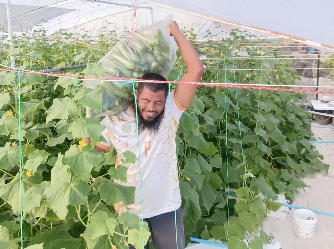 På Velidhoo besøger vi Mohamed, som dyrker agurker via den hydroponiske dyrkningsmetode. Foto Karsten Bie Jensen