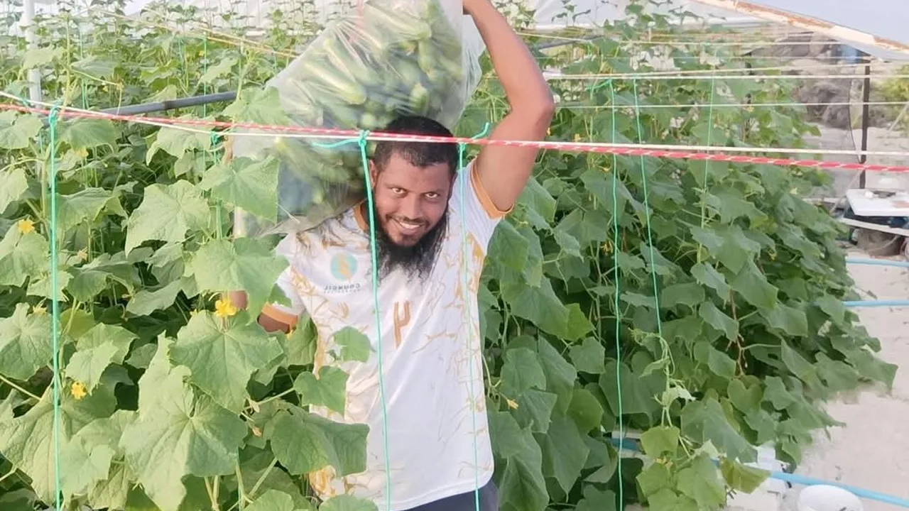 På Velidhoo besøger vi Mohamed, som dyrker agurker via den hydroponiske dyrkningsmetode. Foto Karsten Bie Jensen
