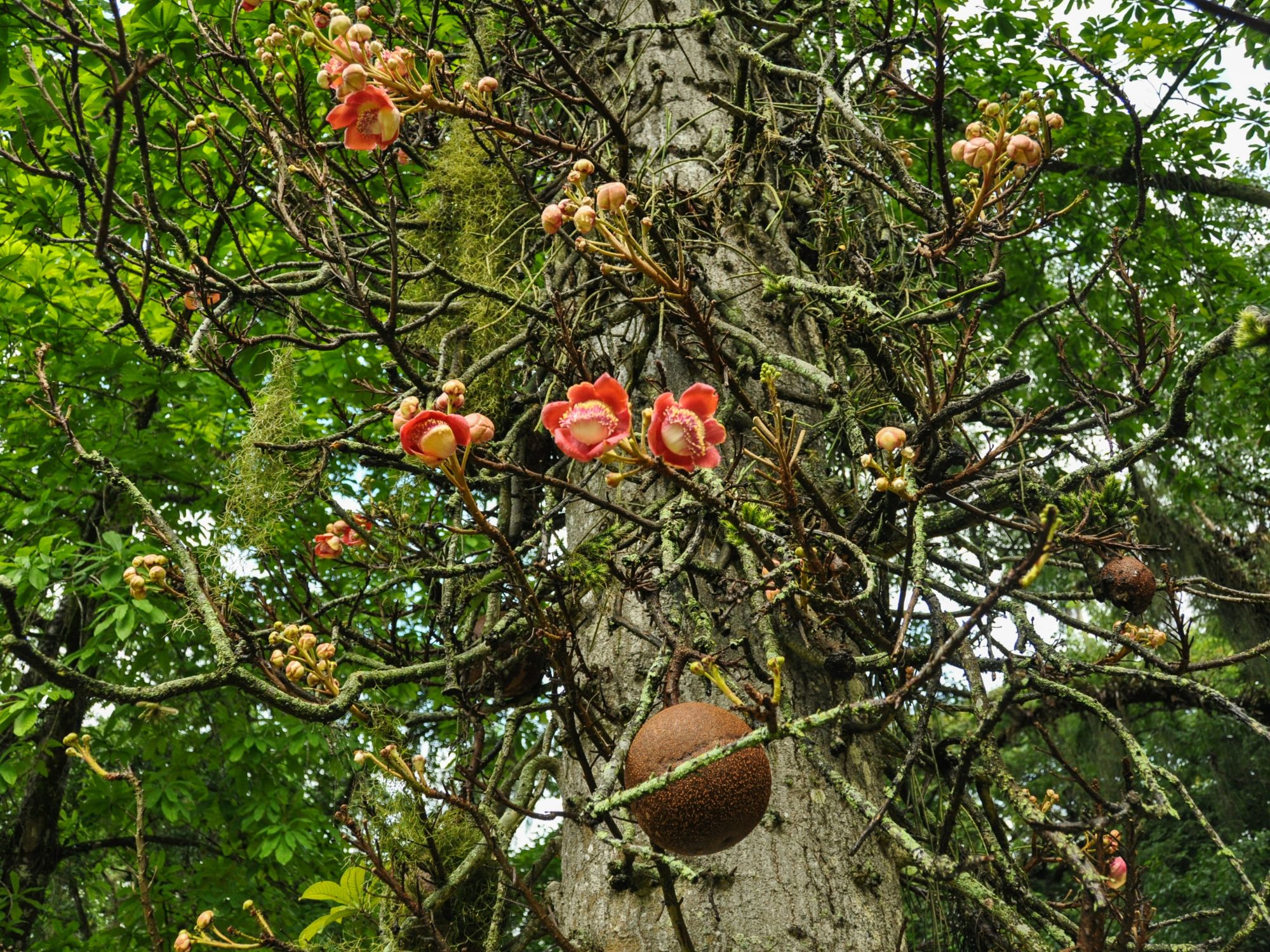 Eksotiske planter i den botaniske have i Rio de Janeiro. Foto Viktors Farmor