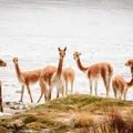 Chile