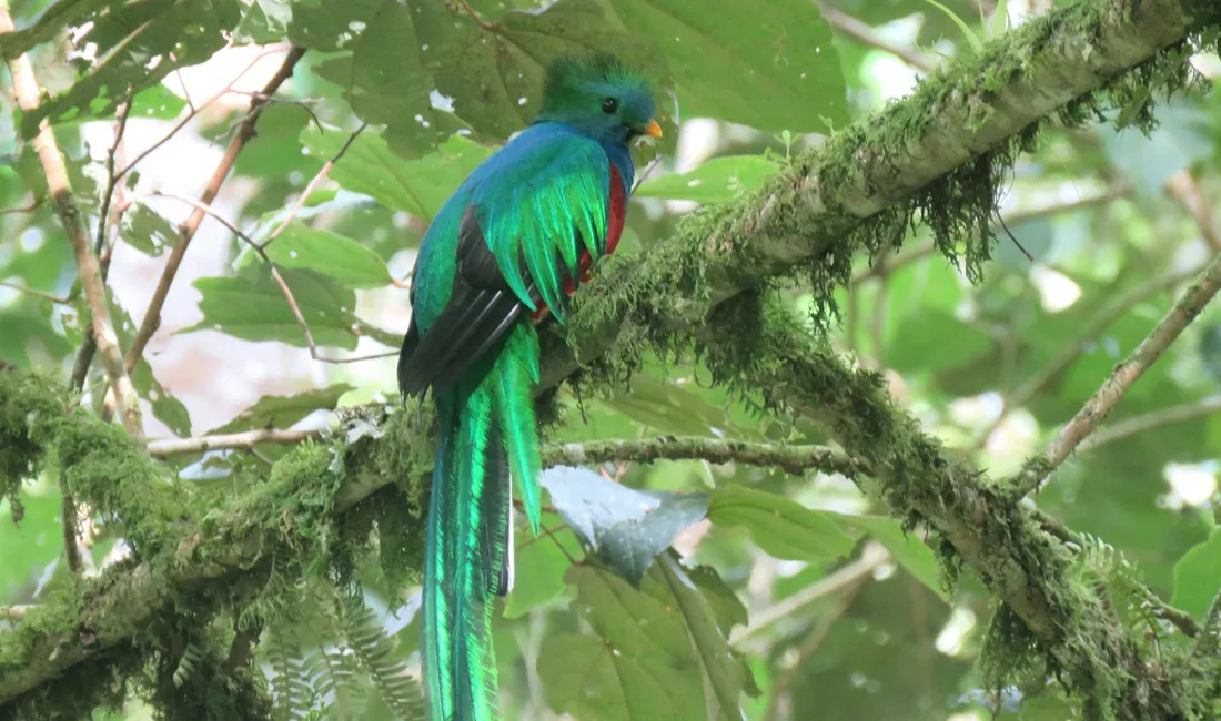 Den sky Quetzal har en fantastisk farve og er et symbol på frihed i mayafolkets kultur. Foto Viktor Gynther