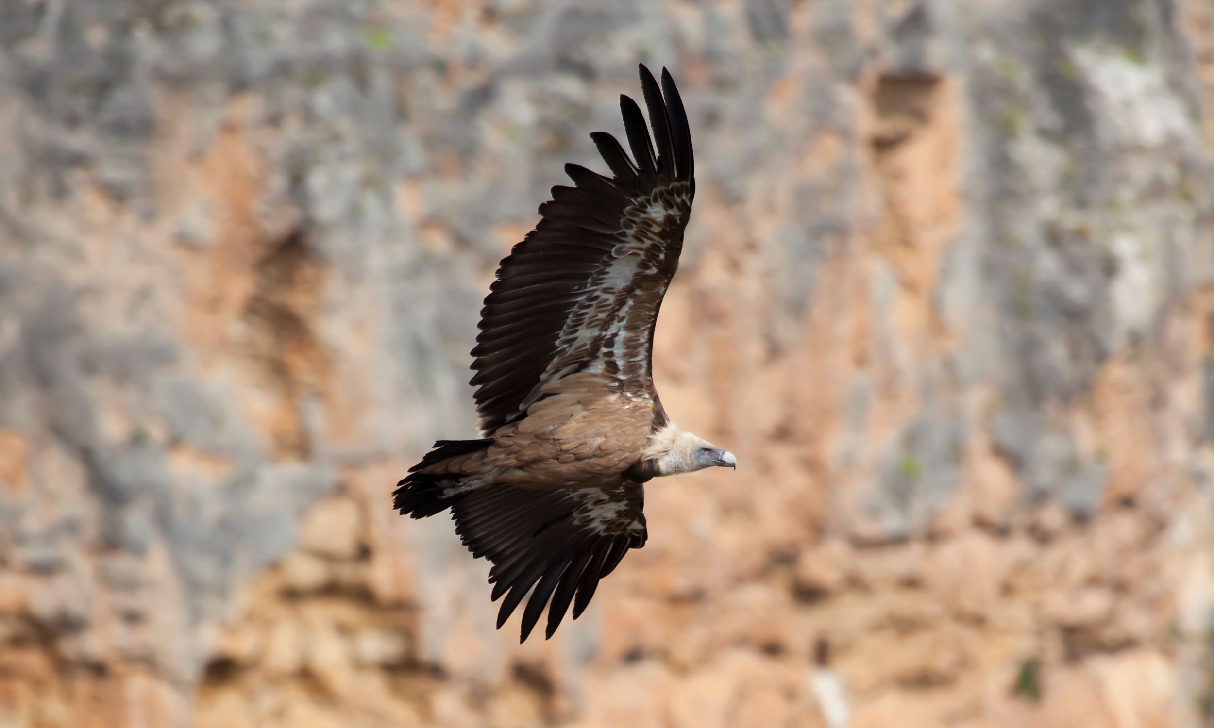 Flere forskellige gribbearter findes i naturparken Hoces del Río Duratón. Foto Javier Ramírez Elsel