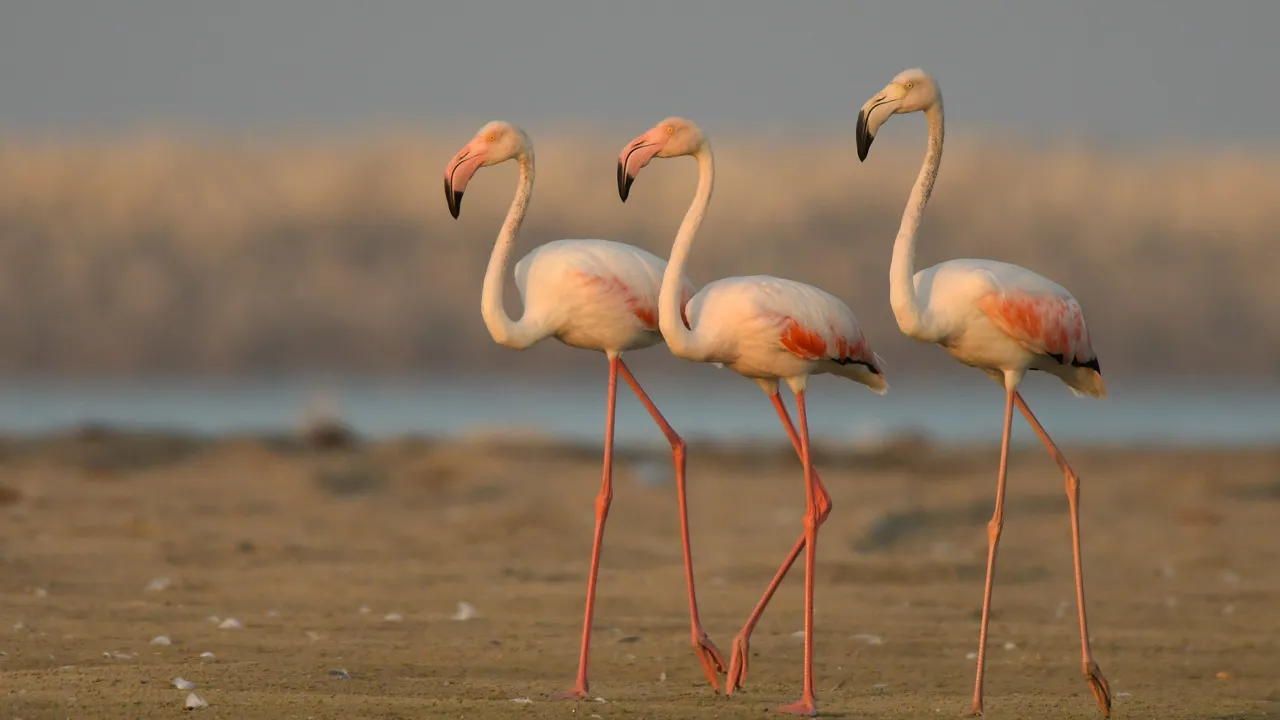 De finurlige og flotte lyserøde flaminger i Oman. Foto Viktors Farmor