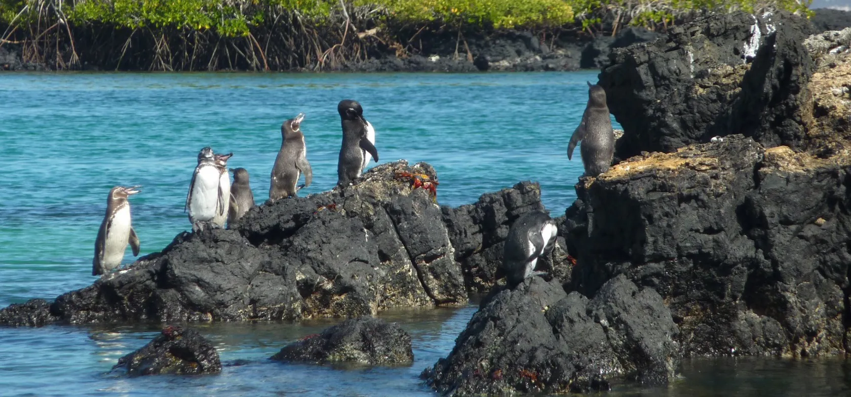 Galapagospingvinen er den eneste pingvinart, der også lever nord for ækvator. Foto Viktors Farmor
