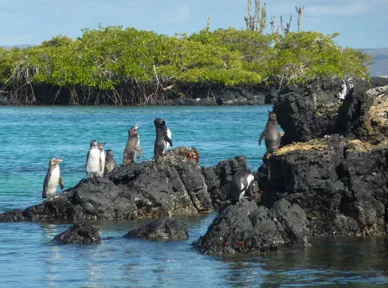 Galapagospingvinen er den eneste pingvinart, der også lever nord for ækvator.