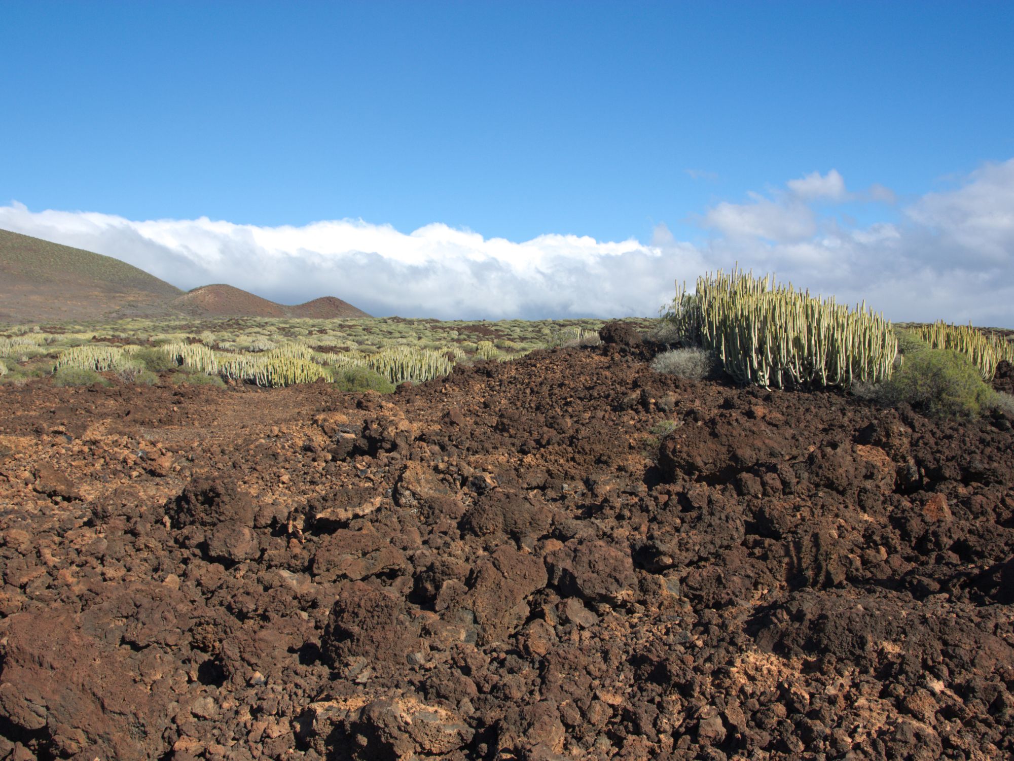 Vulkanske landskaber med kaktusser i Malpaís de Güímar. Foto Viktors Farmor