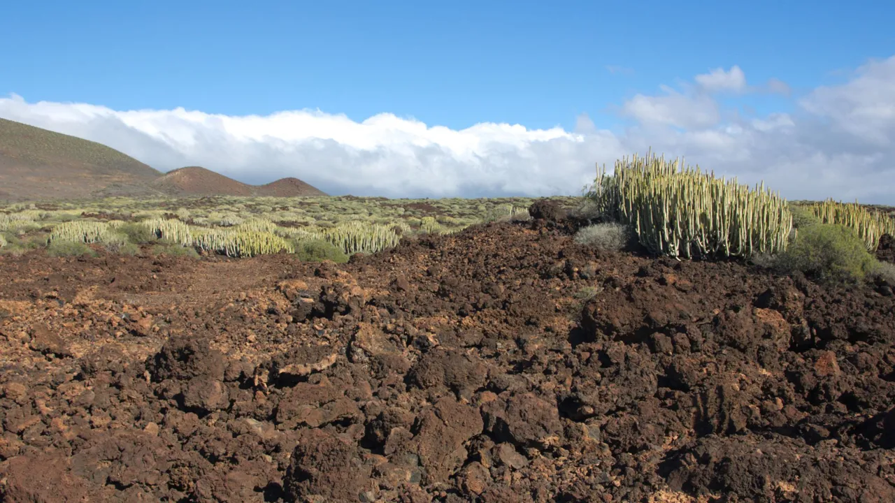 Vulkanske landskaber med kaktusser i Malpaís de Güímar. Foto Viktors Farmor