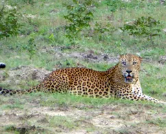 Den sjældne leopard i Yala nationalpark i Sri Lanka. Foto Michael Andersen