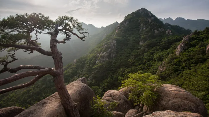 De skovklædte Gayasan-bjerge i Sydkorea. Foto Viktors Farmor