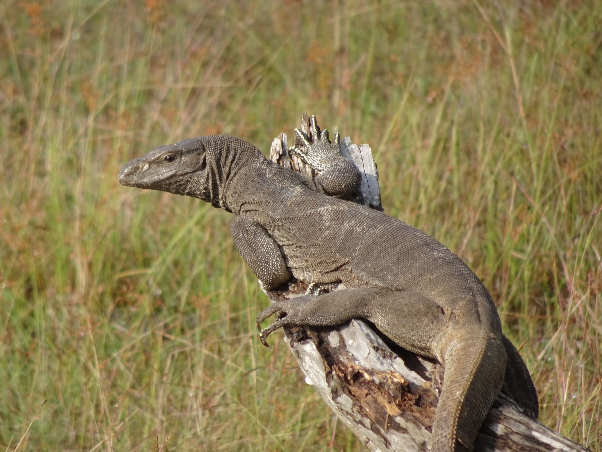I Sri Lankas nationalparker kan man opleve mange forskellige dyr - her en Bengalsk Monitor. Foto Laura Lyhne Christensen