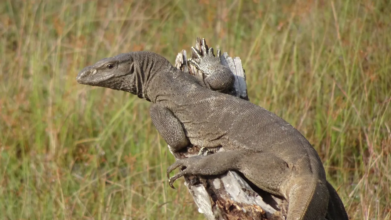 I Sri Lankas nationalparker kan man opleve mange forskellige dyr - her en Bengalsk Monitor. Foto Laura Lyhne Christensen