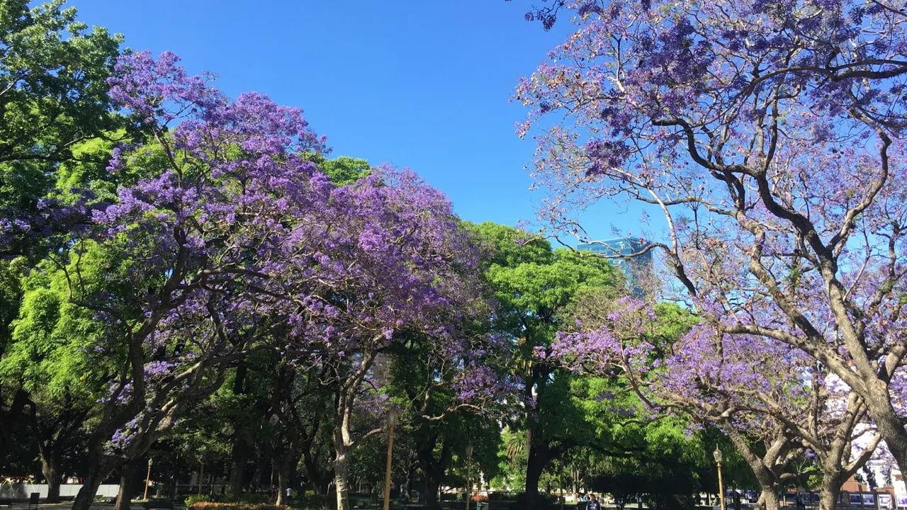 Om foråret blomstrer Jacaranda-træerne og indhyller Buenos Aires i et smukt lilla tæppe. Foto Lone V. Andersen