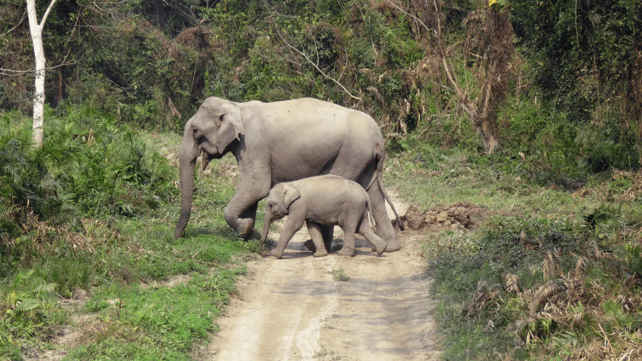 Elefanter yngler i både Manas og Kaziranga National Park. Foto Viktors Farmor 