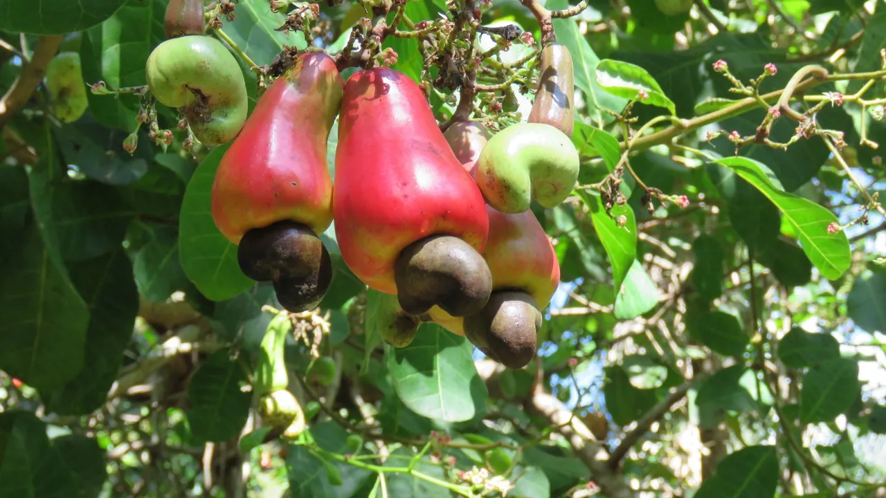 Cashewnødder vokser sammen med det, der kaldes cashew-frugten. Foto Kirsten Gynther Holm