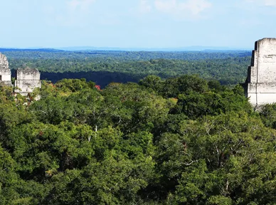 Pyramiderne på Grand Plaza og tempel 5 hæver sig over junglens tag ved Tikal. Foto Anders Stoustrup