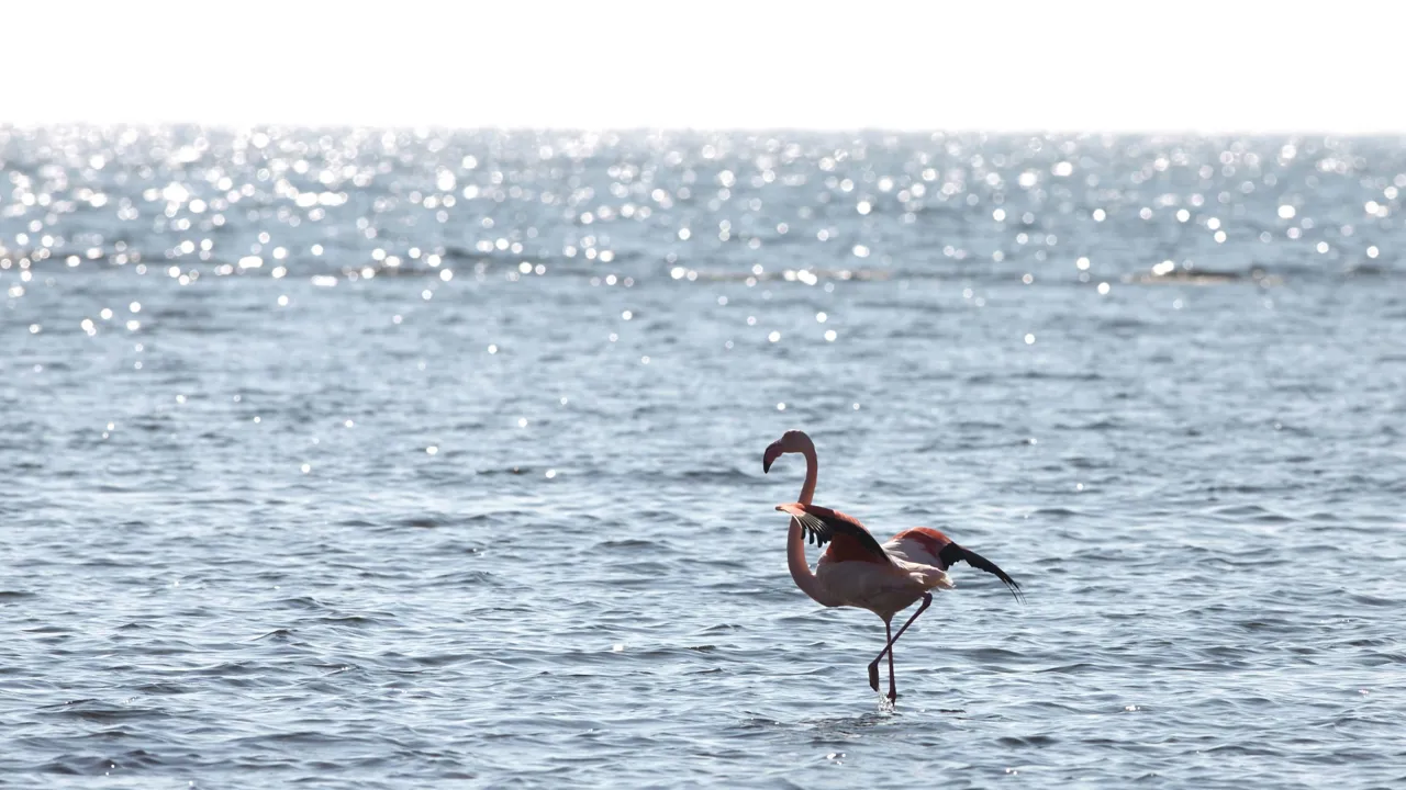 Vi kan være heldige at støde på flamingoer ved Kerkini søen. Foto Viktors Farmor