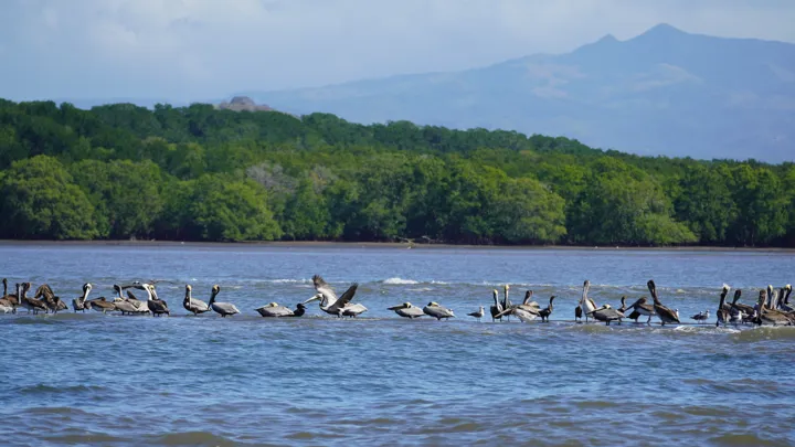 Costa Rica har et af verdens største biologiske mangfoldighed. Foto Jørgen Olsen