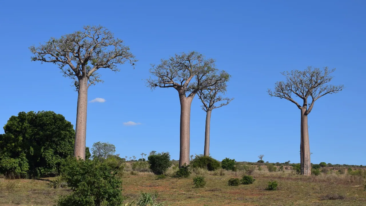De imponerende baobab-træer pryder landskabet i de tørre dele af Madagaskar. Foto Hanne Christensen