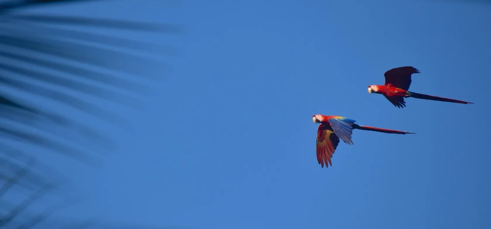 Tænker man på en klassisk papegøje, er det formentlig den røde ara (Scarlet Macaw) man ser for sig. Foto Hanne Christensen