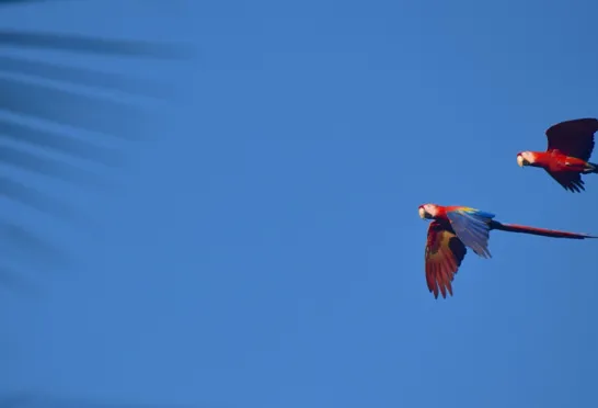 Tænker man på en klassisk papegøje, er det formentlig den røde ara (Scarlet Macaw) man ser for sig. Foto Hanne Christensen