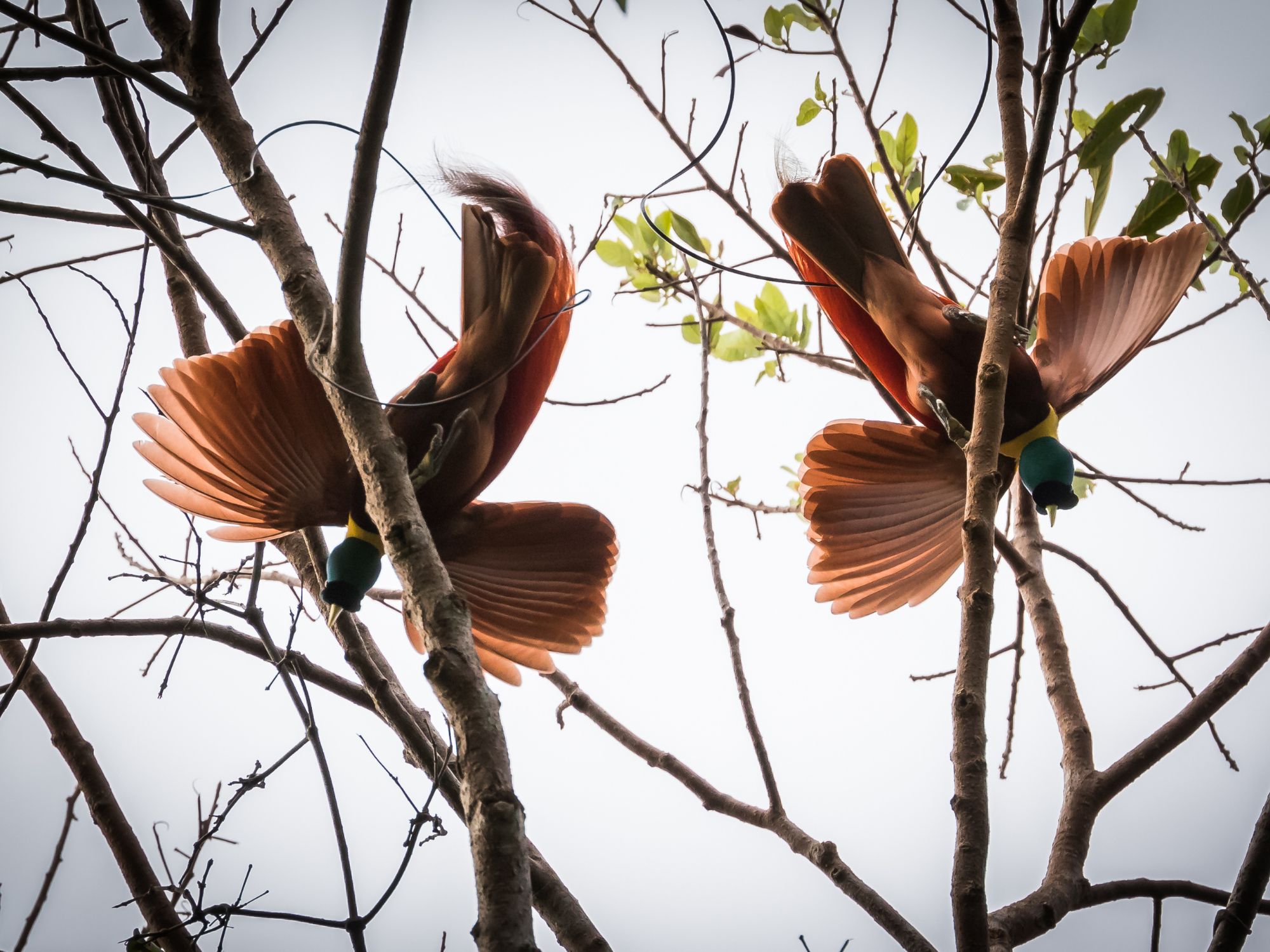 Red Bird of Paradise på Waigeo Island. Foto Viktors Farmor
