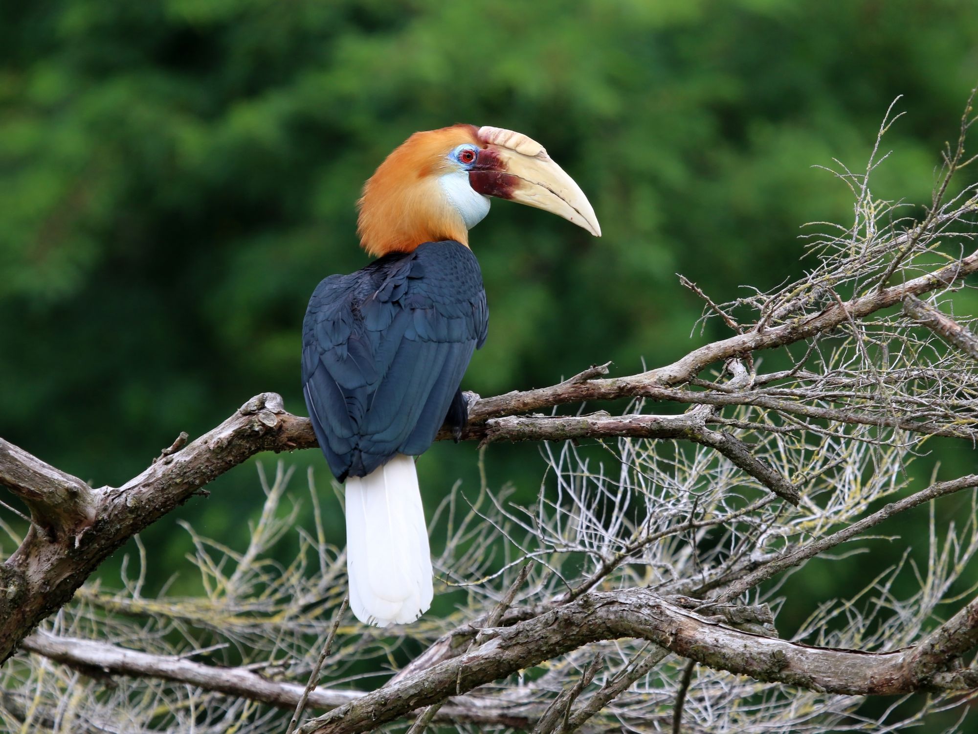 Blyth's Hornbill ved Arfak-bjergene. Foto Viktors Farmor