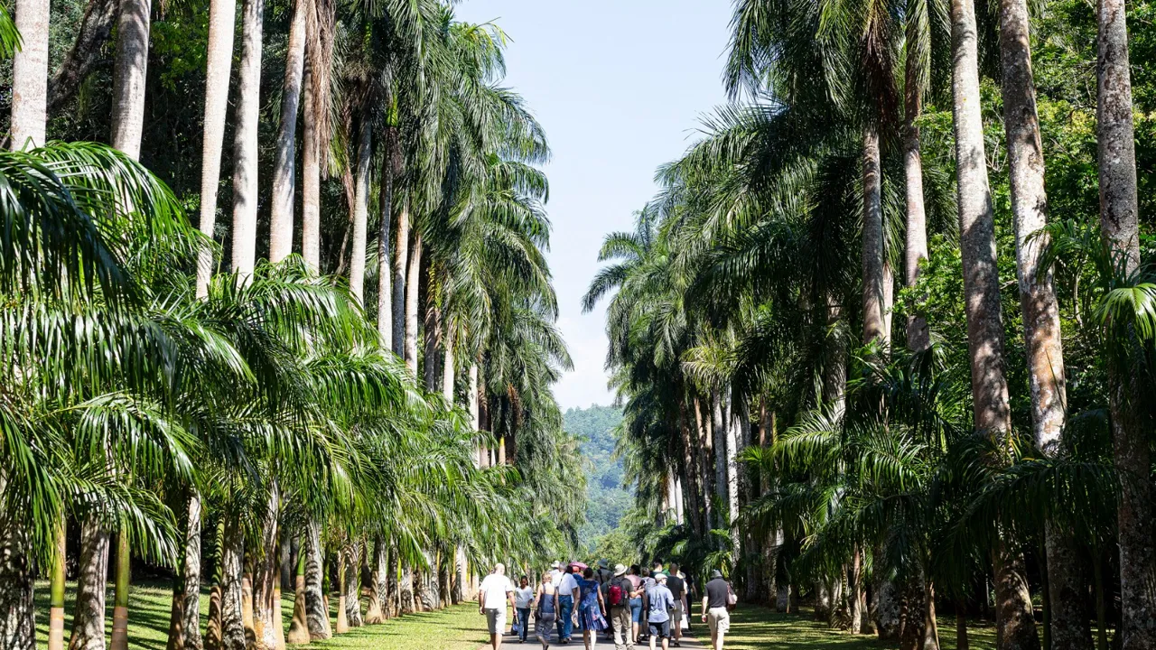 Vi besøger den botaniske have Peradeniya lidt uden for Kandy. Foto Jacob Poul Skoubo