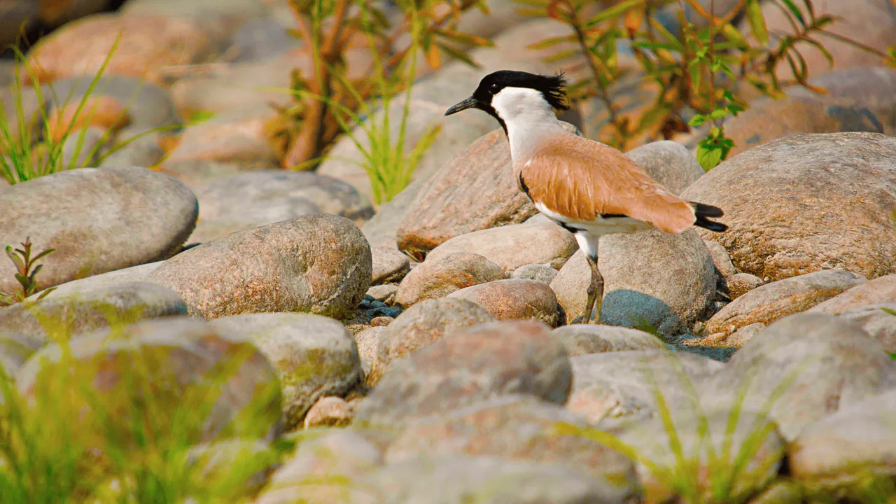 Fuglelivet er særdeles rigt i assam, hvor mere end 1.200 Fuglearter inkl. Underarter er registeret. Foto Viktors Farmor 