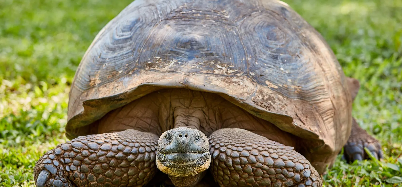 På Galapagos øerne kan man komme tæt på nogle af jordens mest unikke og særprægede skabninger.