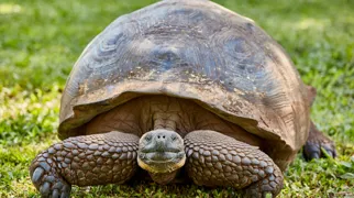 På Galapagos øerne kan man komme tæt på nogle af jordens mest unikke og særprægede skabninger.