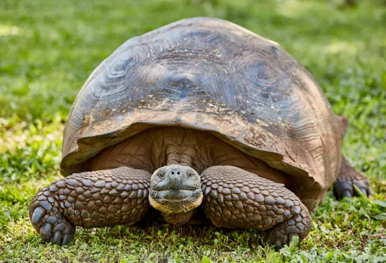 På Galapagos øerne kan man komme tæt på nogle af jordens mest unikke og særprægede skabninger.
