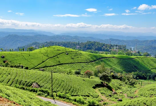 Grønne te-marker præger det bakkede bjerglandskab i Munnar og skaber et roligt mønster i det frodige sydindiske højland. Foto Viktors Farmor