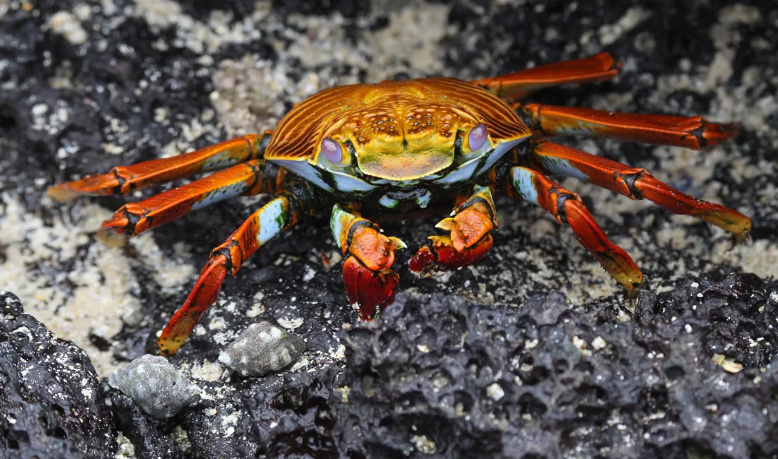 Sally lightfoot krabben er, som navnet antyder, meget kvik til at løbe hen over klipperne på Galapagos. Foto Claus Bech