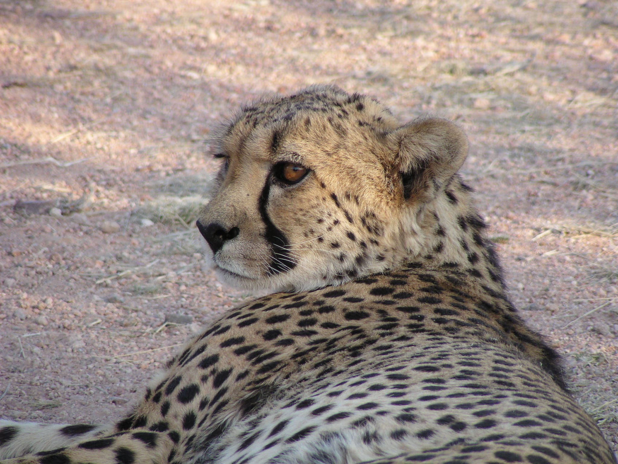 Med lidt held viser en leopard eller gepard sig i Okonjima naturreservat. Foto Kirsten Vibholm Petersen