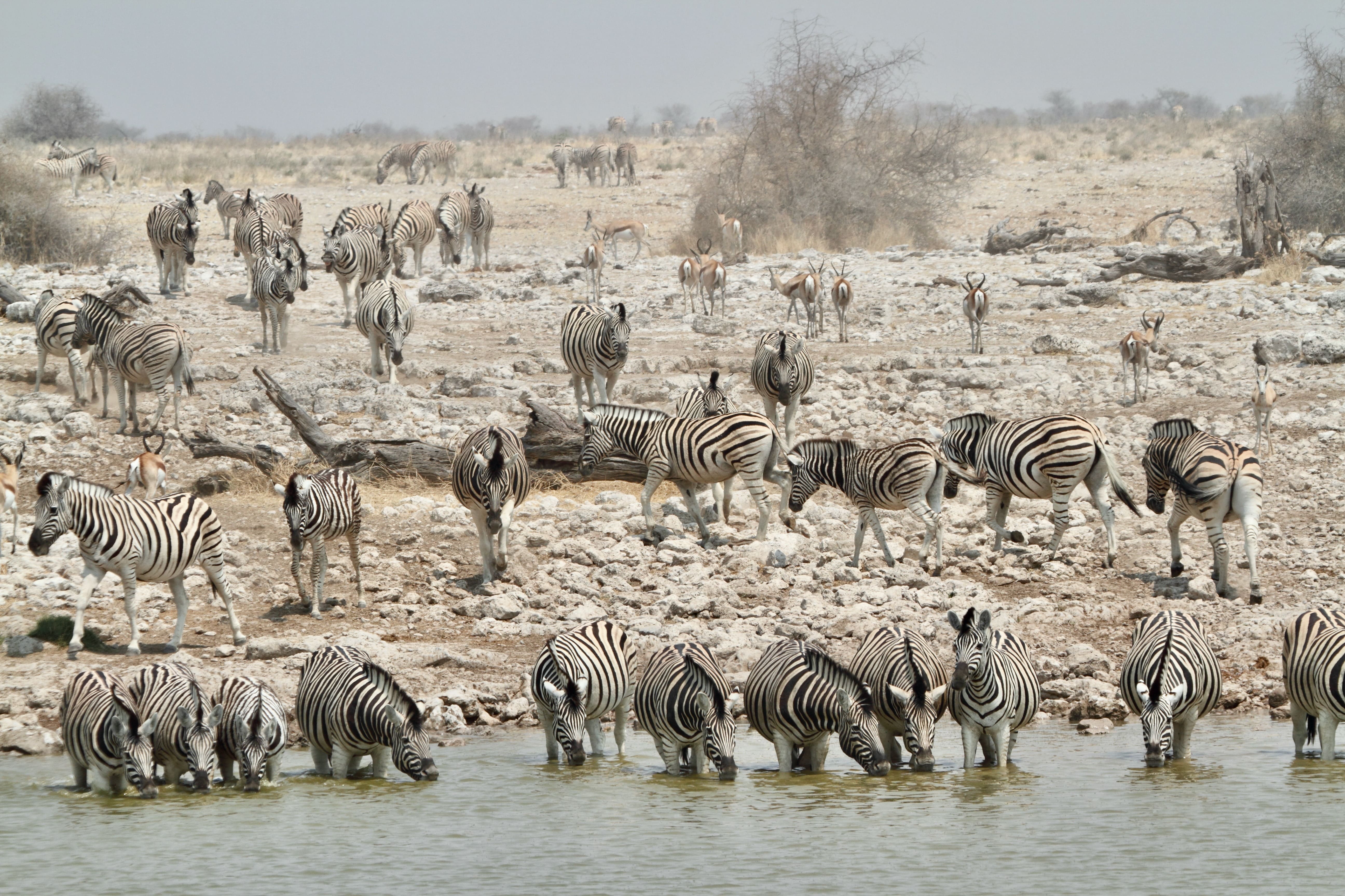 Zebraer ved Okaukuejo-vandhullet i Etosha. Vand er en mangelvarer, så dyrene samles ofte omkring vandhullerne. Foto Anders Stoustrup
