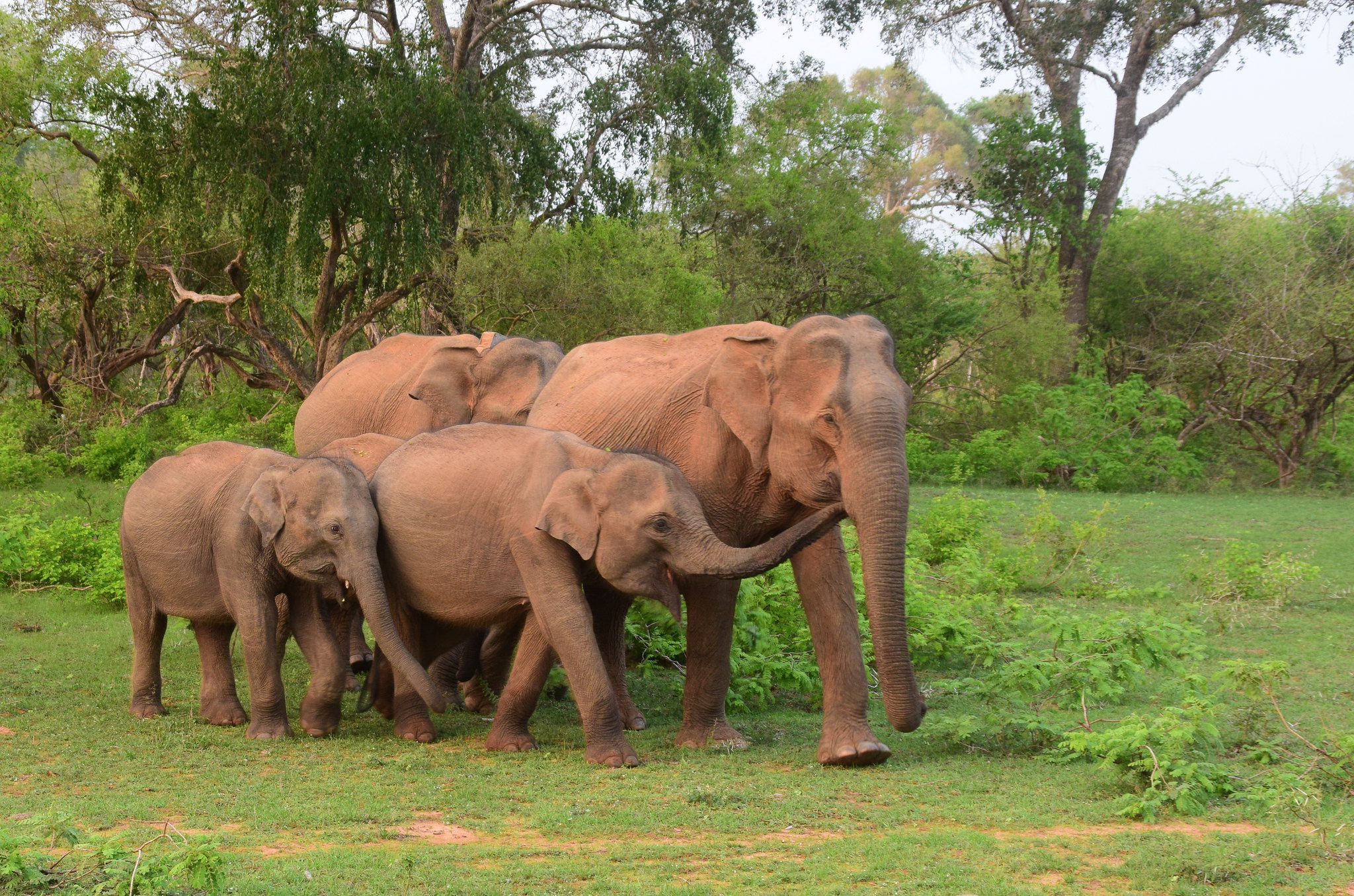 I Wilpattu er der god mulighed for at se elefanter. Foto Hanne Christensen