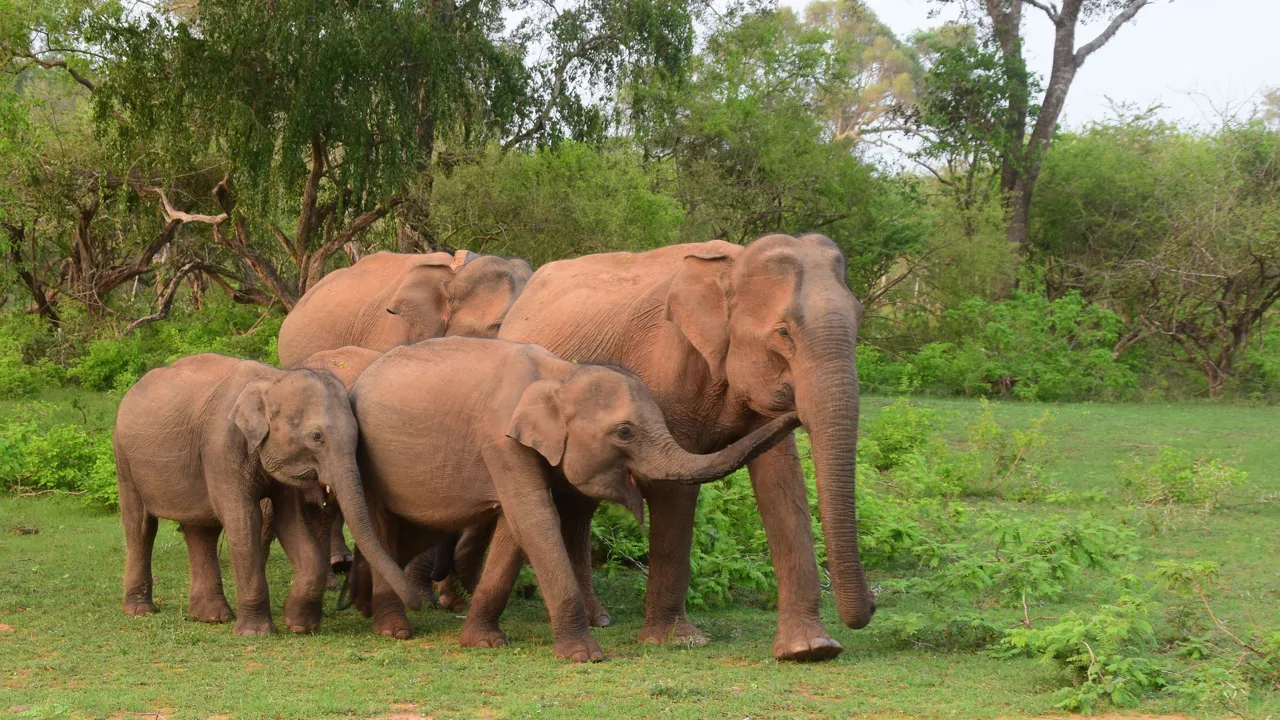 I Wilpattu er der god mulighed for at se elefanter. Foto Hanne Christensen