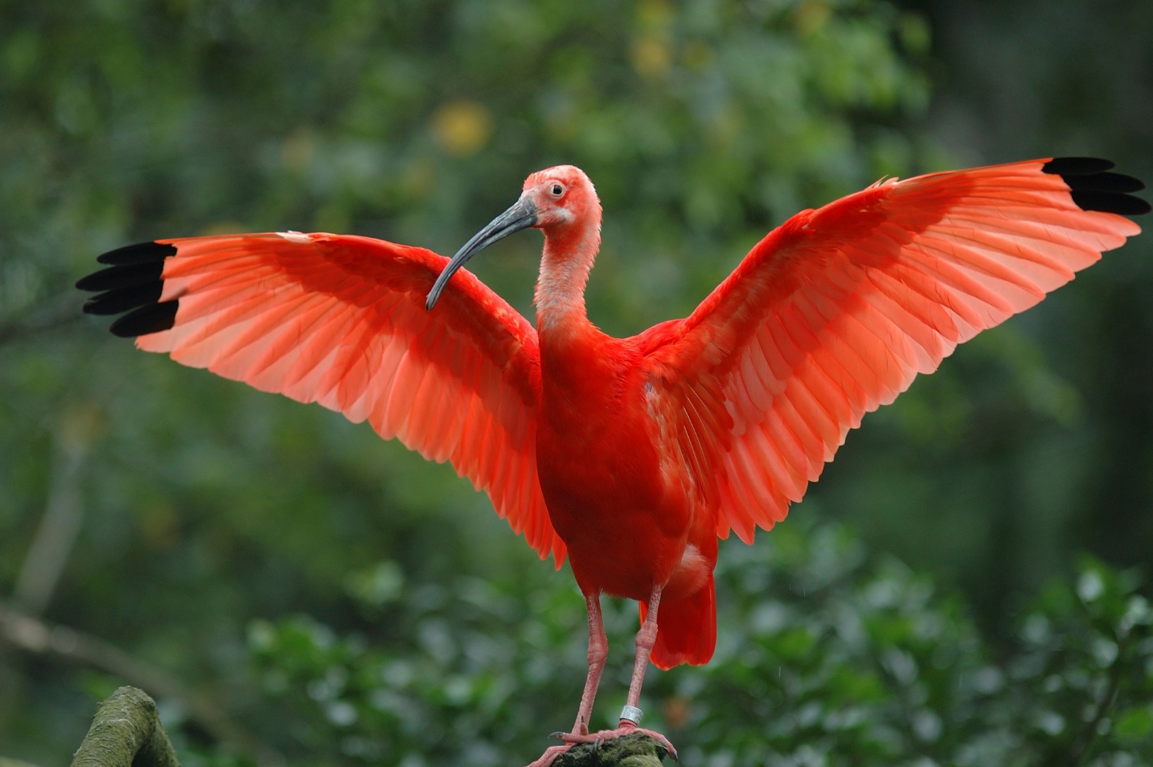 Vi tager på udkig efter de røde ibisser i Caroni Swamp på Trinidad og Tobago. Foto Viktors Farmor