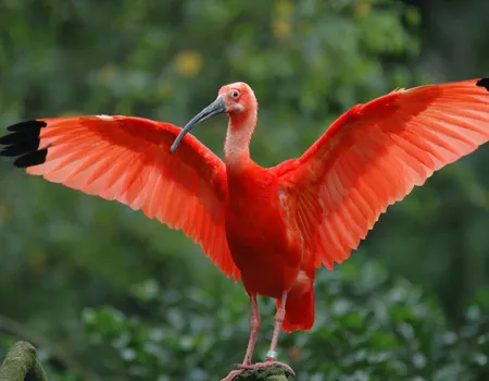Vi tager på udkig efter de røde ibisser i Caroni Swamp på Trinidad og Tobago. Foto Viktors Farmor