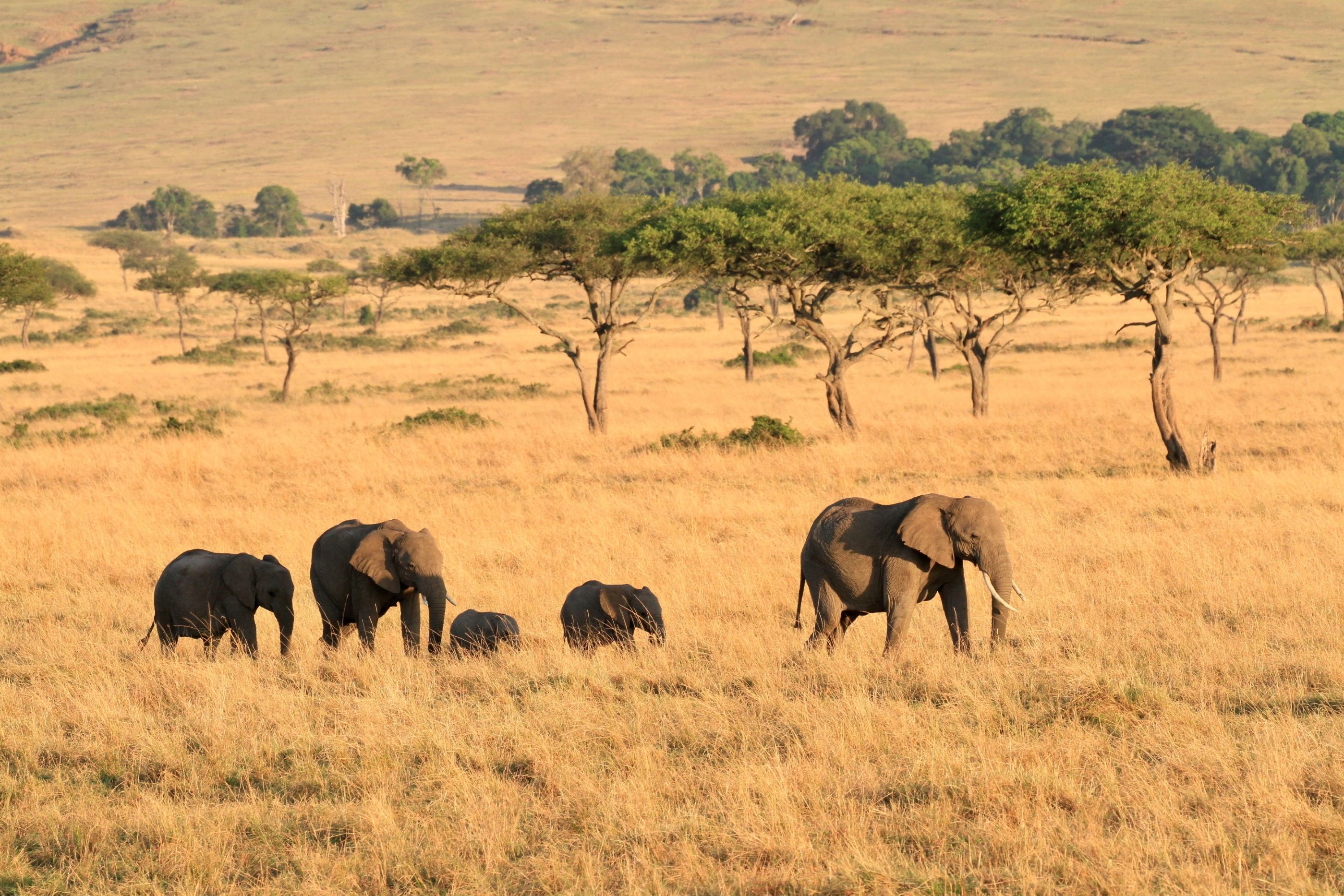 En lille elefant-flok på vandring i Masai Mara. Foto Anders Stoustrup