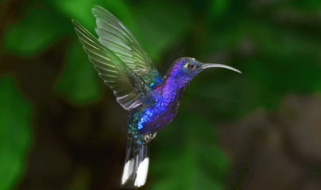 Sabre Wing kolibri i Costa Rica. Foto Hanne Christensen