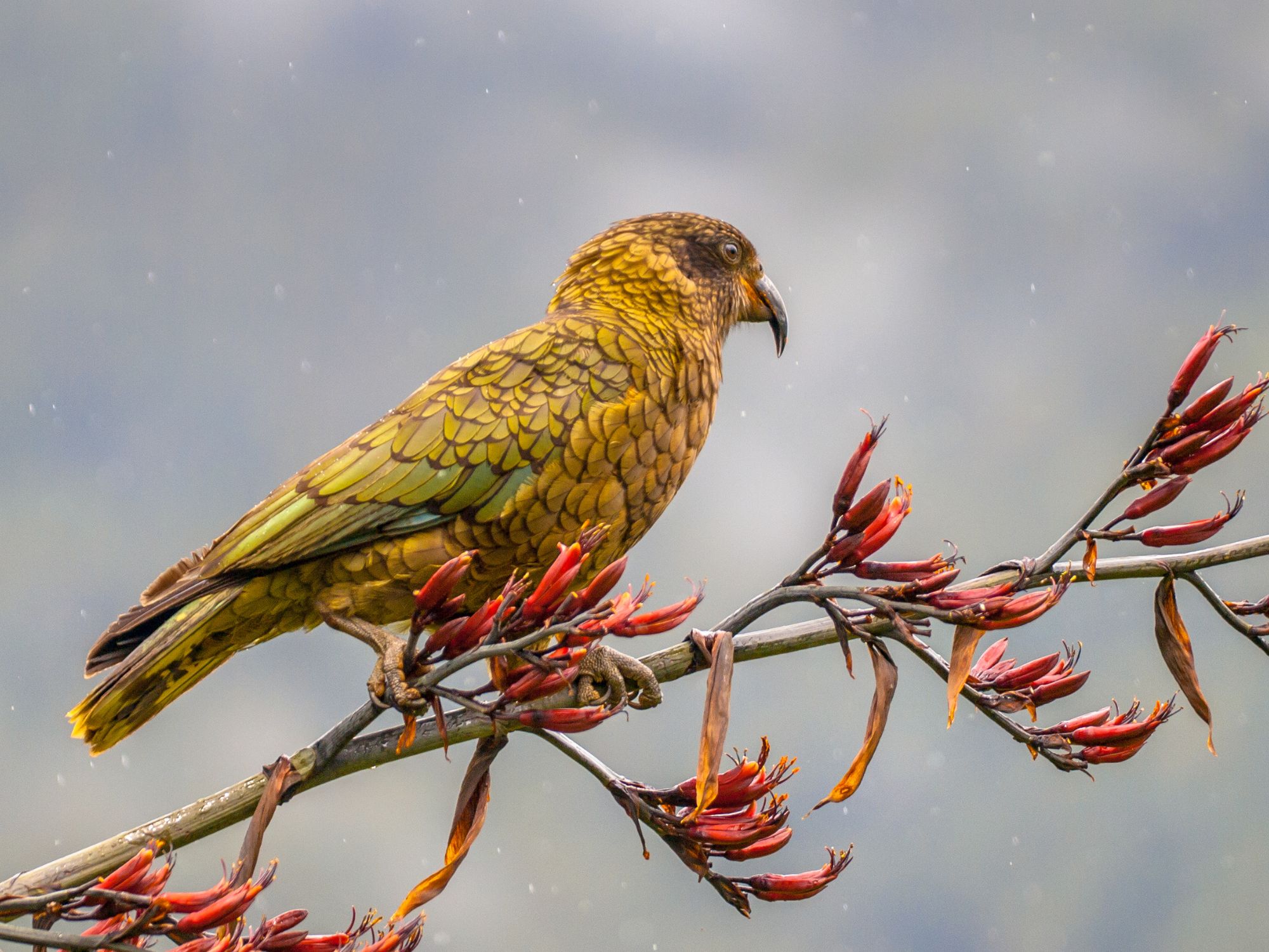 Måske vi kan spotte Kea papegøjen omkring Mt. Cook Nationalpark. Foto Viktors Farmor
