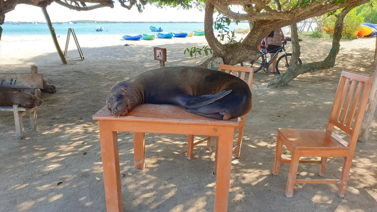 En Galapagos søløve tager sig en middagslur på cafébordet i Puerto Villamil. Foto Hanne Christensen