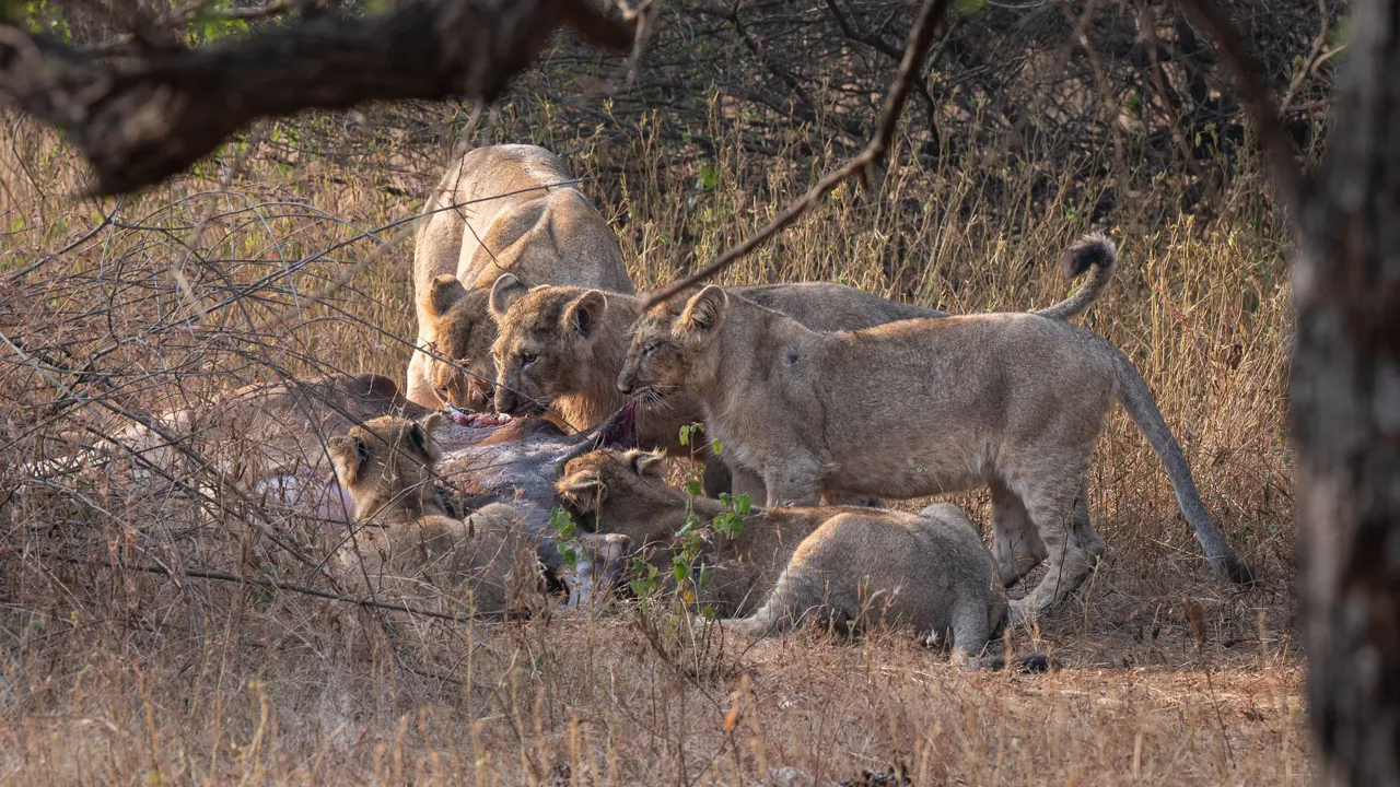 I Gir National Park kigger vi efter verdens sidste asiatiske løver. Foto Viktors Farmor