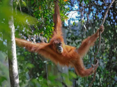 Ordet orangutang betyder "skovens menneske". Foto Viktors Farmor